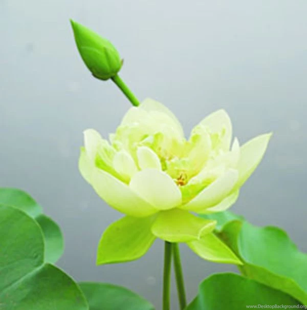 Green Lotus Flower Wallpapers 19, Lotus Flower Pictures & Images