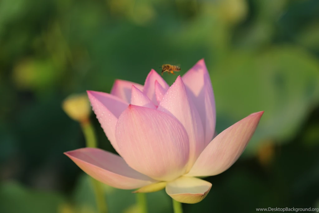 Morning Lotus Flower Wallpapers 14, Lotus Flower Pictures & Images