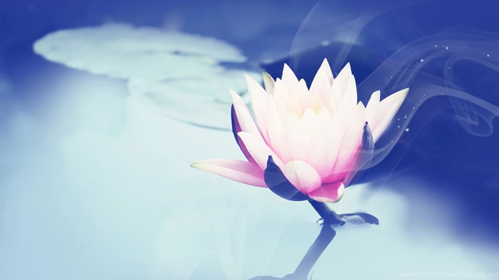 Lotus Leaves Wallpapers