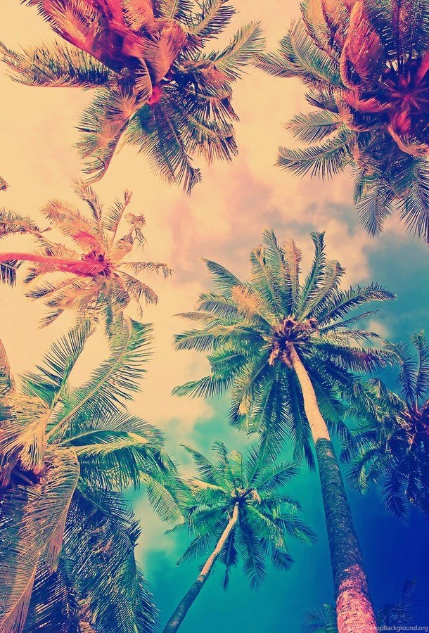 Palmeras Image