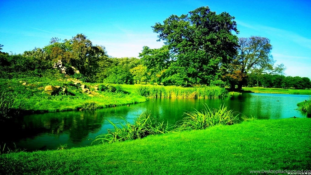 Green tree wallpaper 3 4503 HD Wallpapers