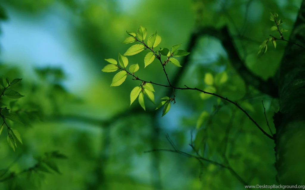 Green Tree Mac Wallpapers Download