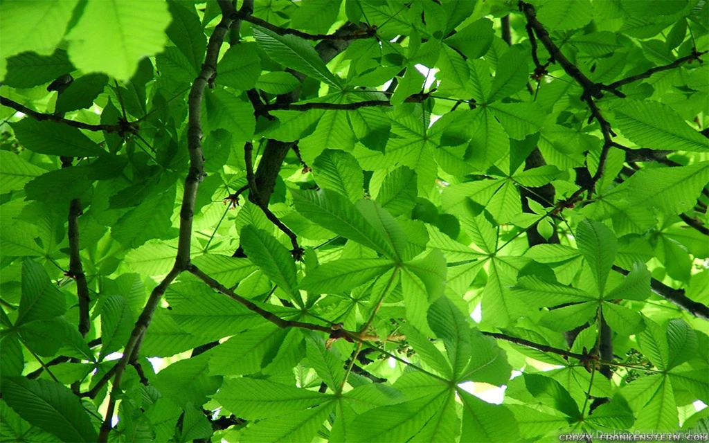 Spring Trees Wallpapers Crazy Frankenstein