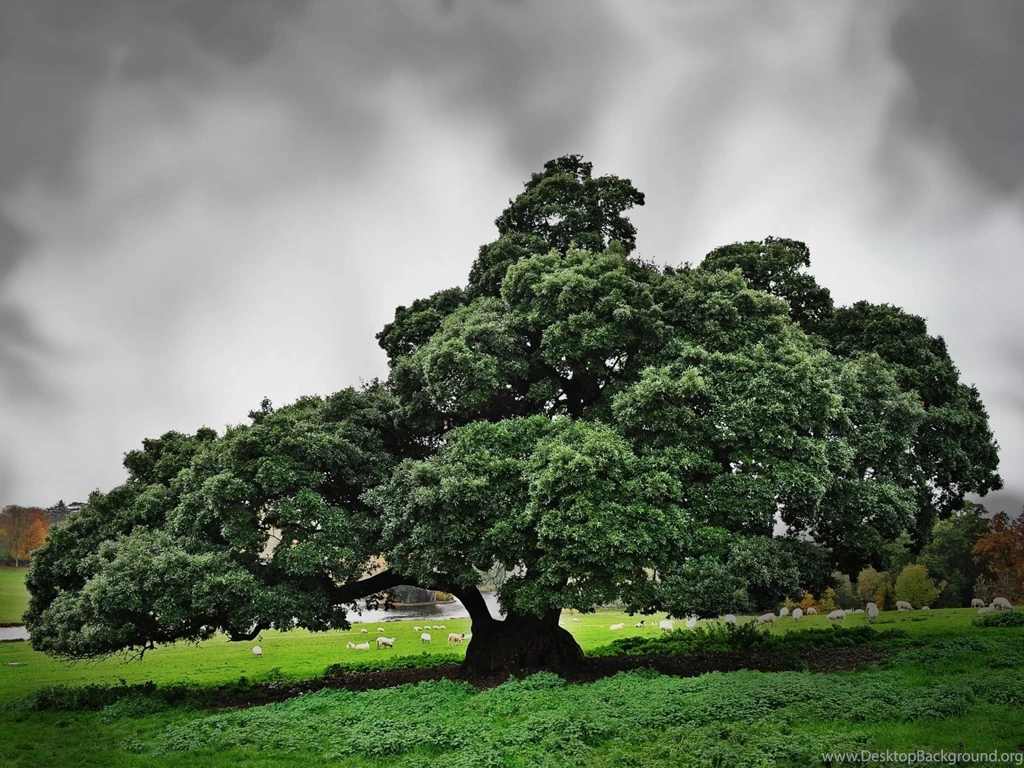 Nature Wallpaper: Green Tree Wallpapers High Resolution HD ...
