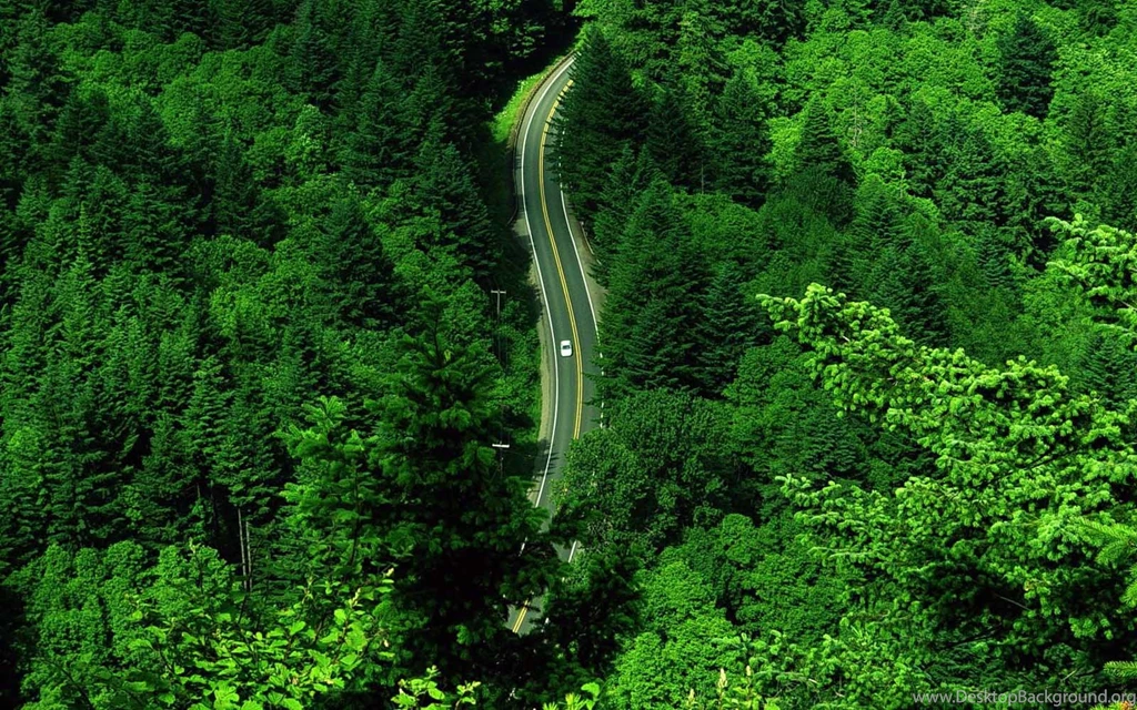 Green Tree HD Wallpapers For Desktop – Daily Backgrounds In HD