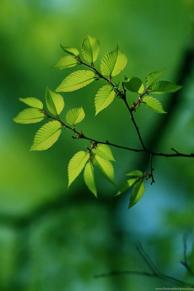 Green Tree iPhone 4s Wallpapers Download