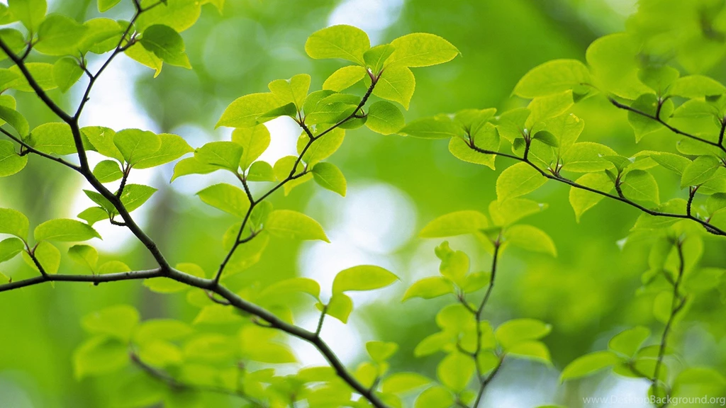 Download Green Trees Wallpapers 1920x1080