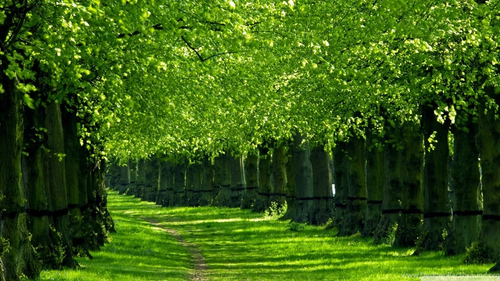 Under The Trees HD Desktop Wallpapers : Widescreen : High ...