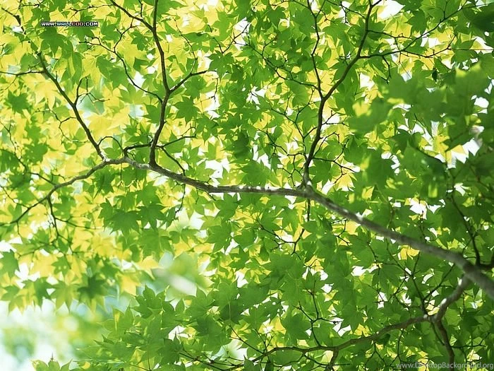 Lush Trees Wallpapers Green Leaves & Trees Wallpaper19 Wallcoo.net
