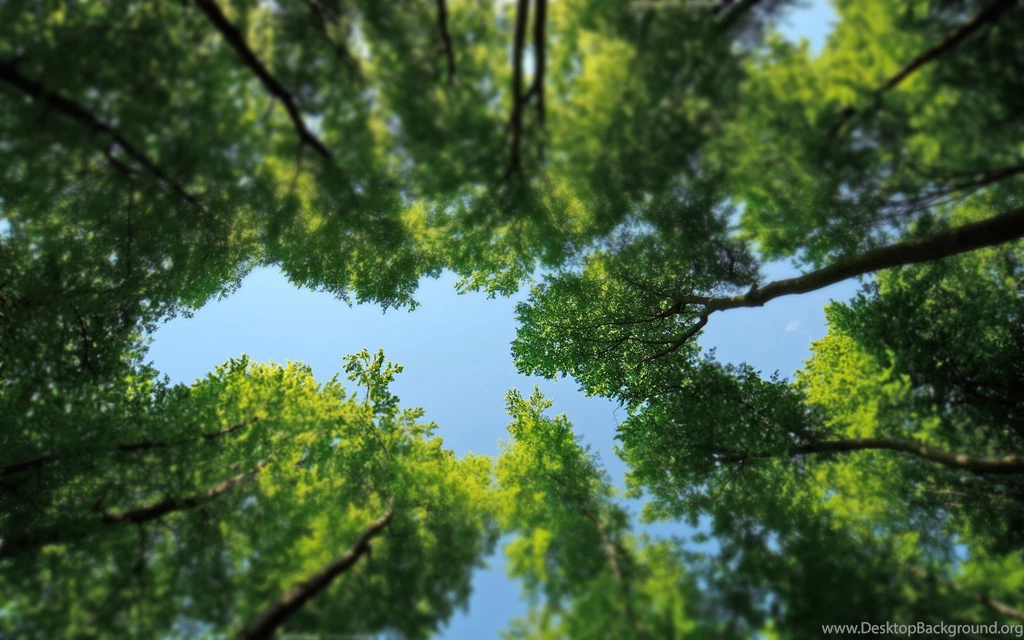 Big Green Tree