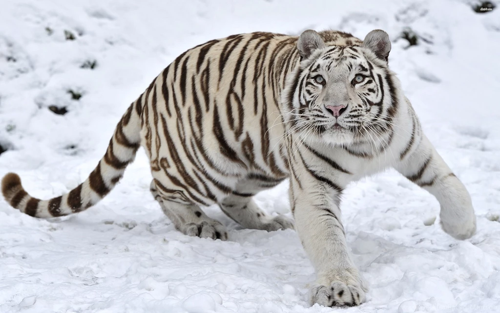White Tiger Images