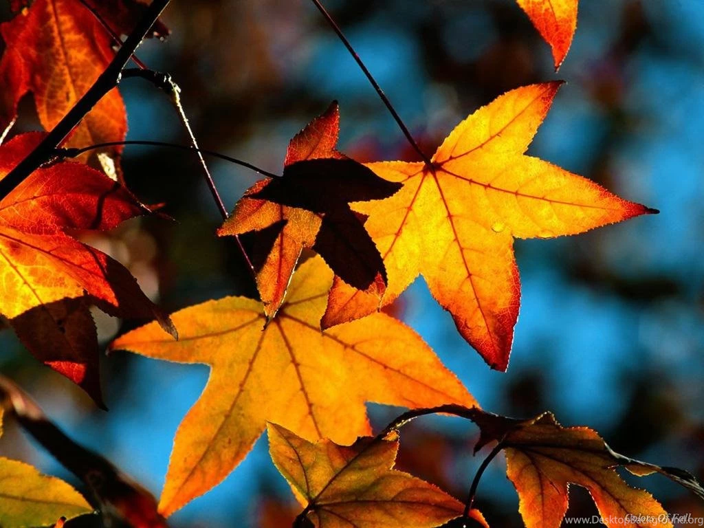 Beautiful Autumn Leaves On Steps