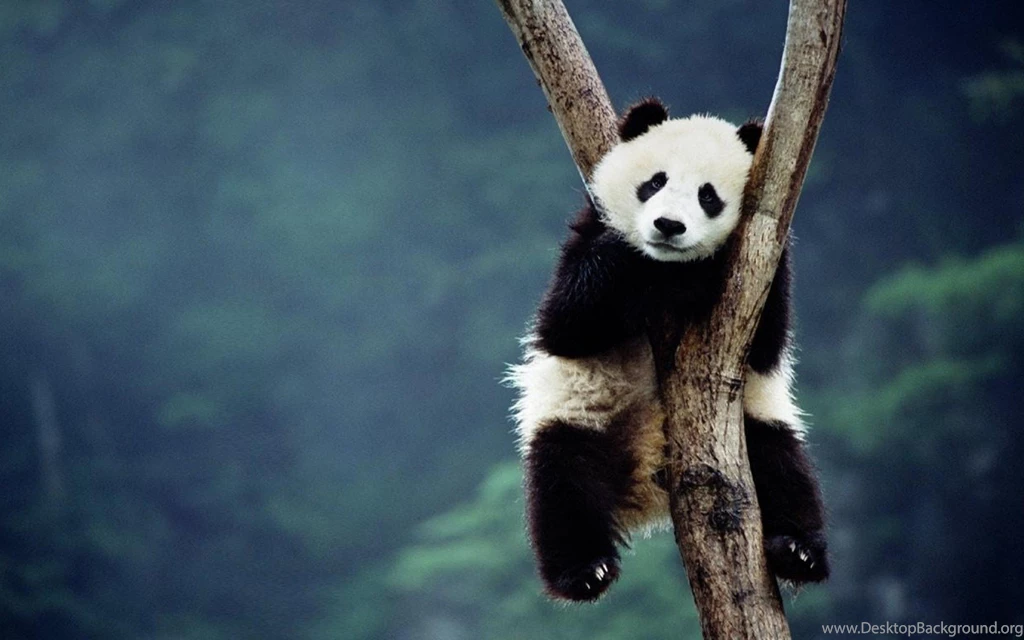 Panda For Android Wallpapers High Resolution : Animal Wallpapers ...