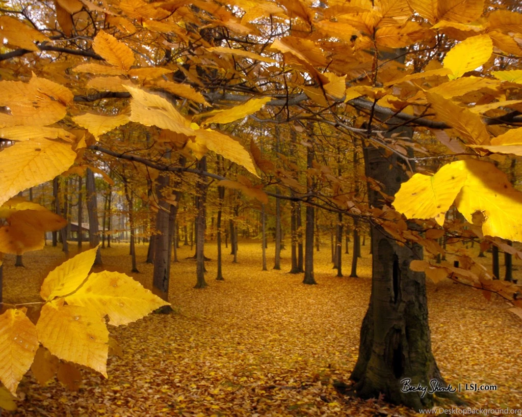Yellow Leaves   Autumn Wallpapers (393324)   Fanpop
