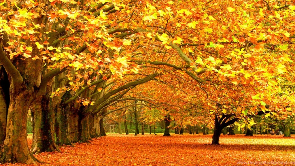 Autumn Park Yellow Leaves Wallpapers For Desktop & Mobile
