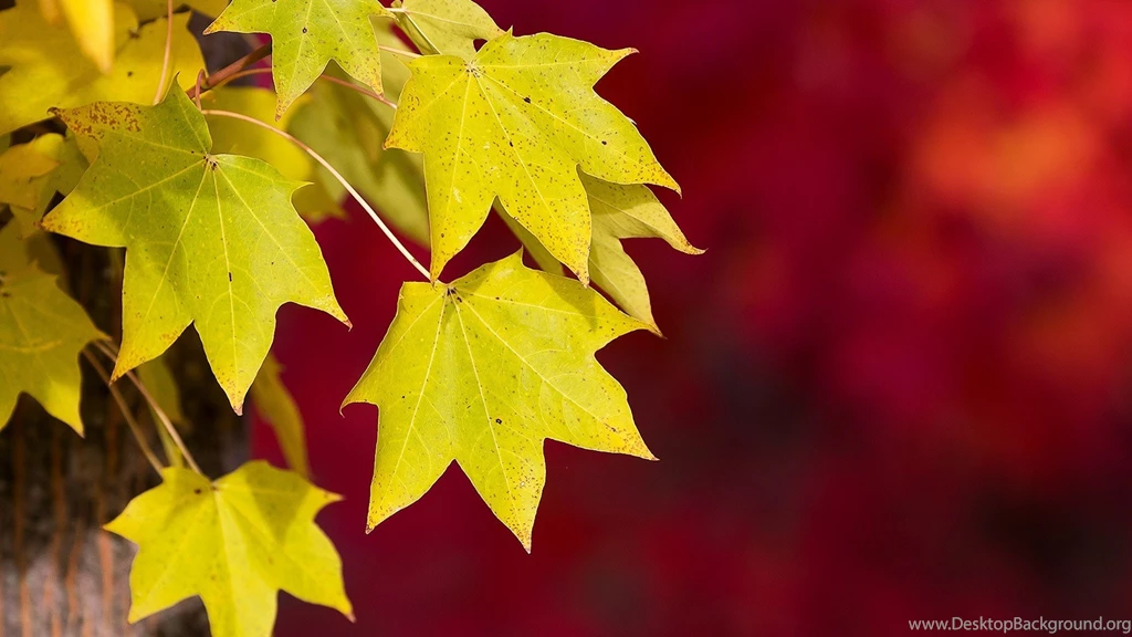 Wallpapers Texture Backgrounds Leaves Yellow Green Wallpapers ...