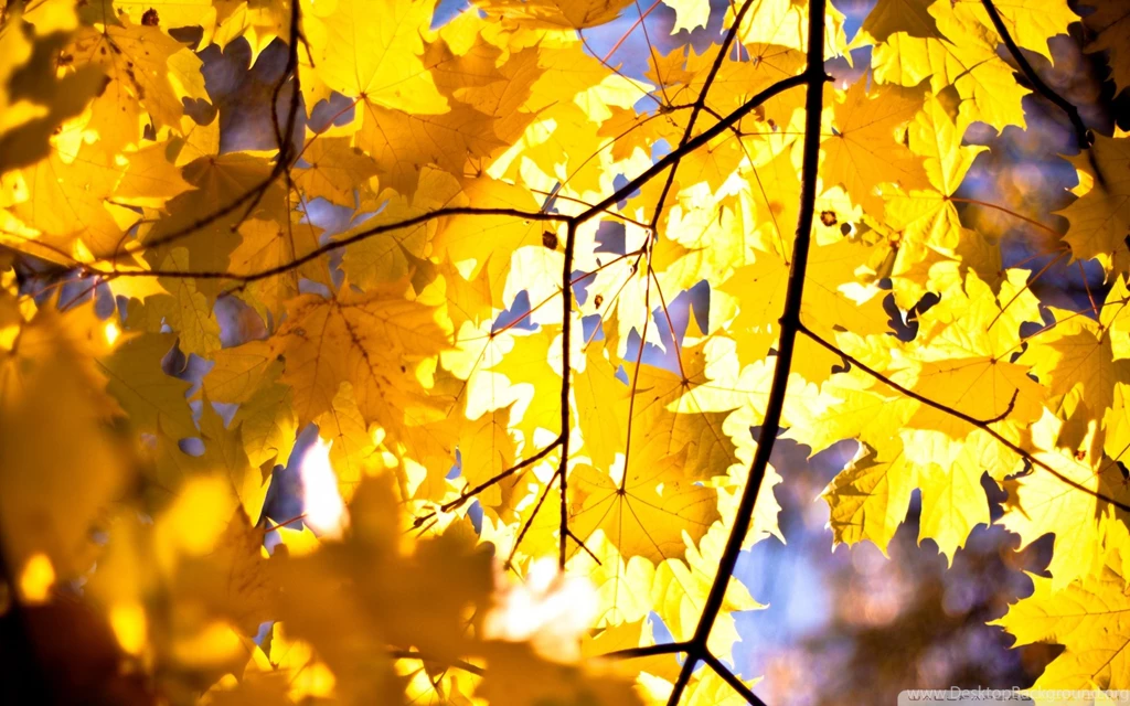 Yellow Maple Leaves HD Desktop Wallpapers : High Definition ...