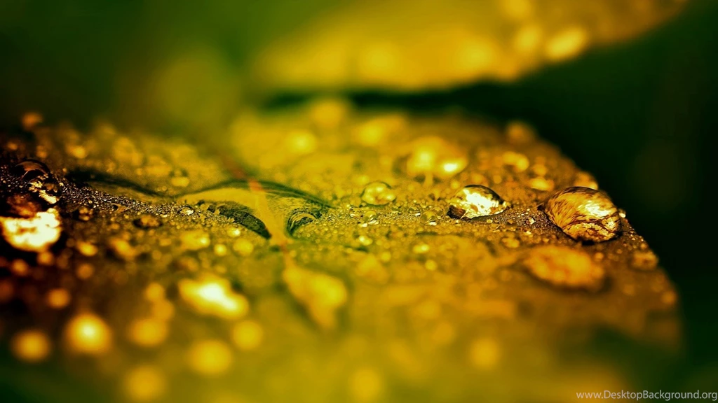 Yellow Oaks Tree Leaves Autumn Season HD Wallpapers ...