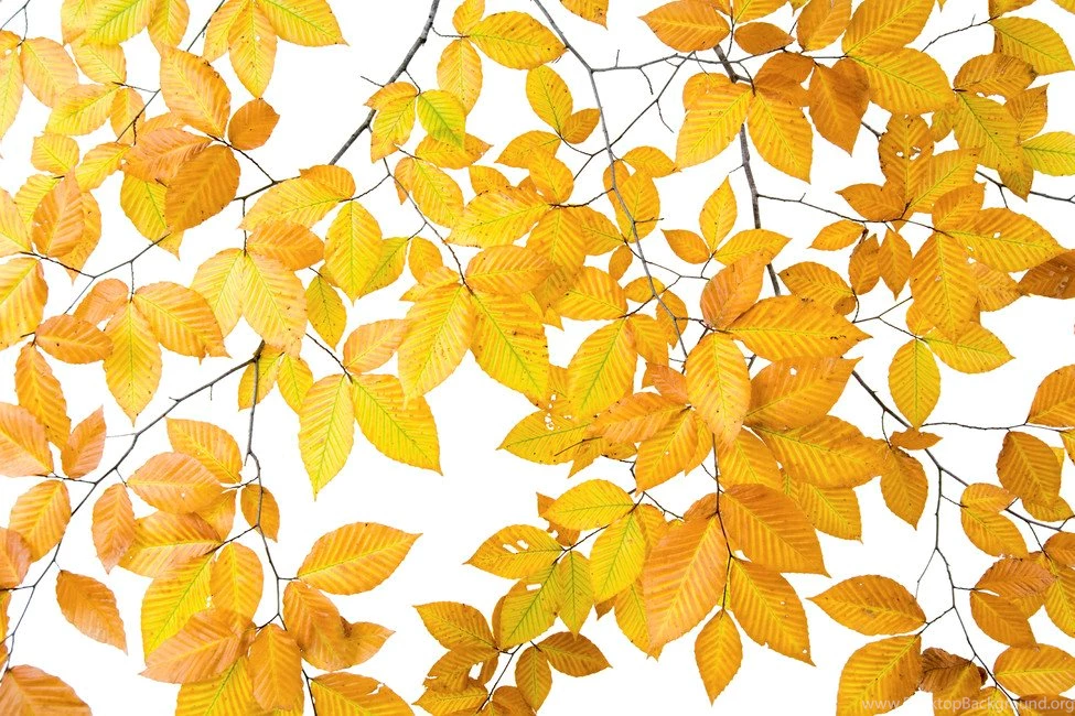 Yellow Leaves On White Backgrounds Wall Mural & Photo Wallpapers ...