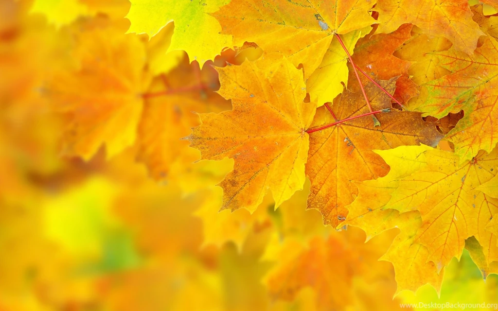 1920x1200 Autumn Yellow Leaves Wallpapers