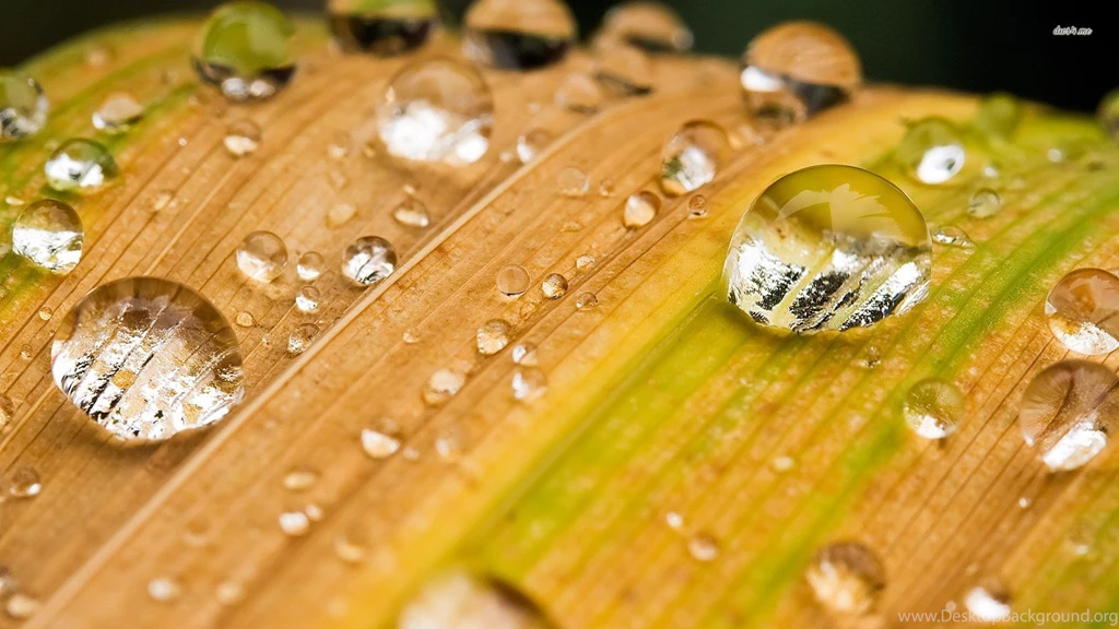 16652 Water Drops On Yellow Leaf 1920x1080 Photography Wallpapers ...