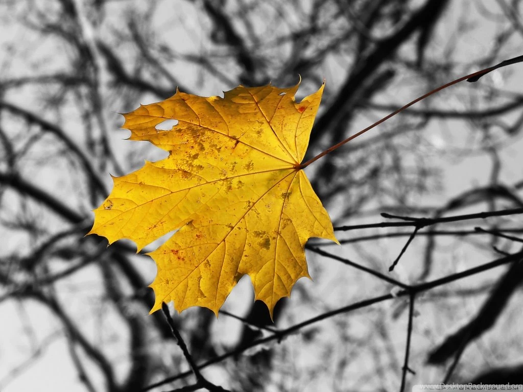 Single Yellow Leaf HD Desktop Wallpapers : High Definition ...