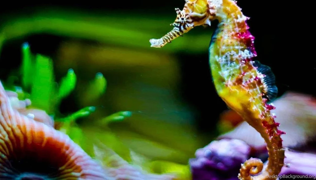 Seahorse Live Wallpapers Android Apps On Google Play