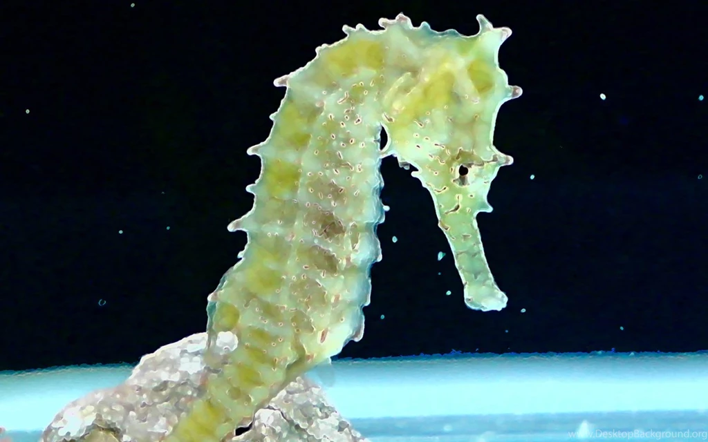 Seahorse Wallpapers Animals Town
