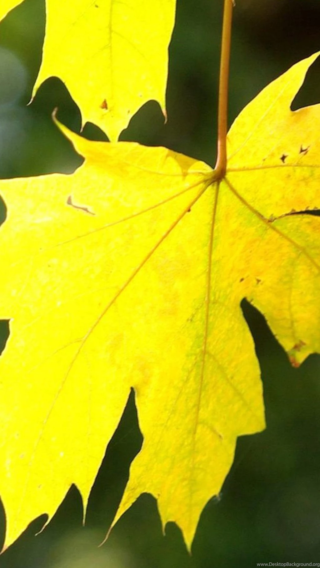 Yellow Leaves 02 Xperia Z2 Wallpapers