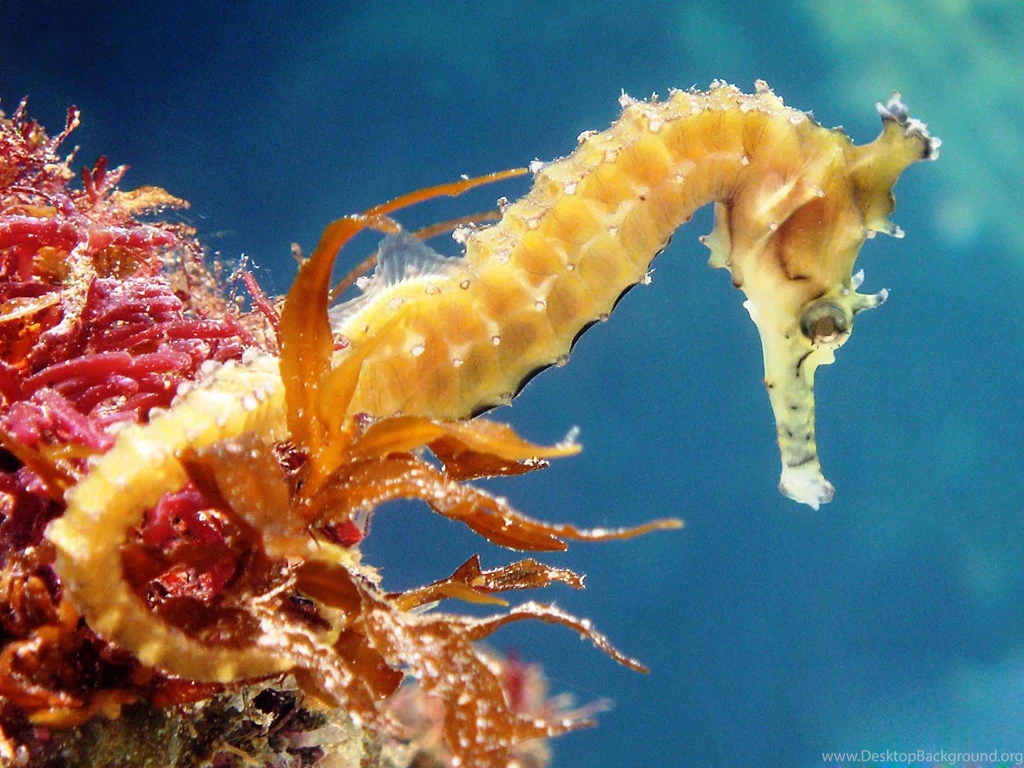 Seahorse Wallpapers Wide Uncalke.com