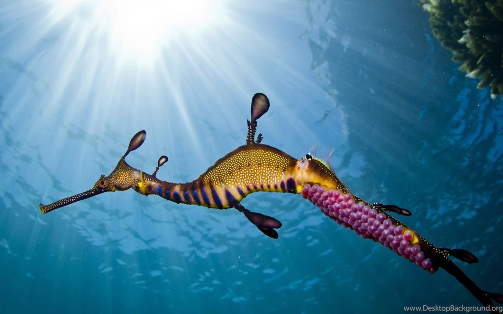 Seahorse Fish HD Wallpapers HD Wallpapers Inx