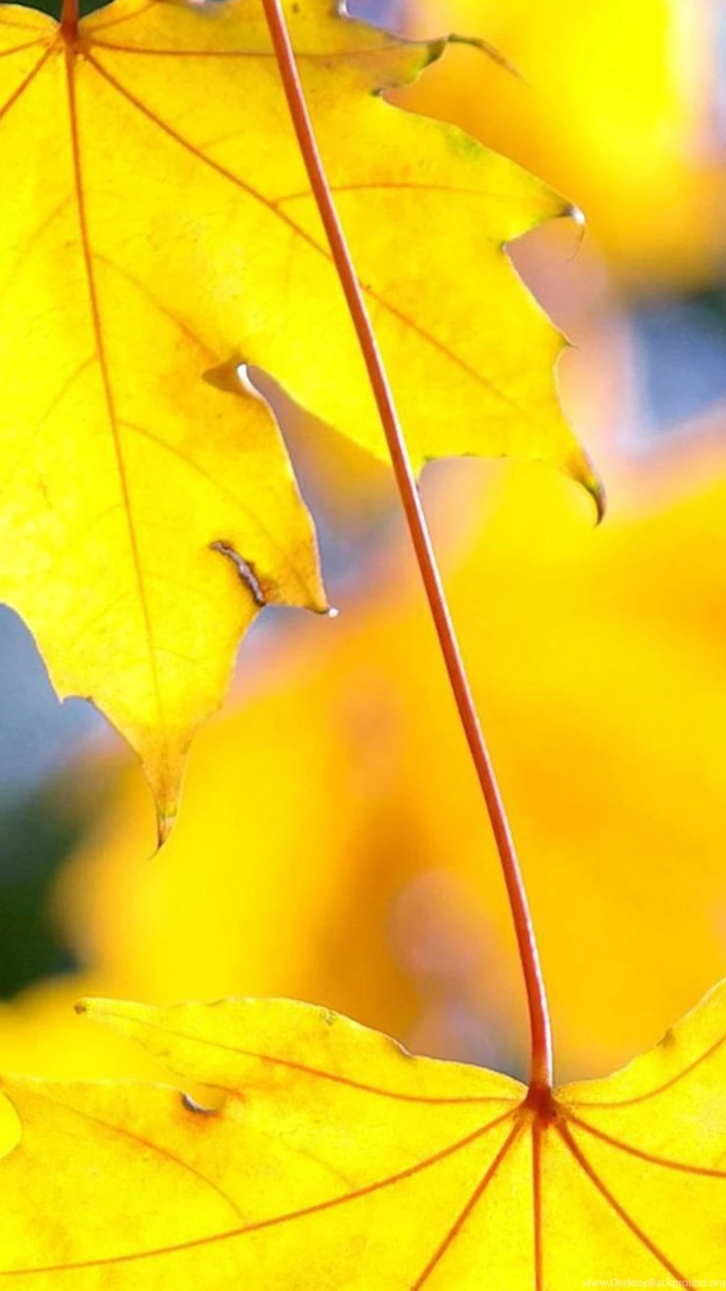 Plant Samsung Galaxy Note 4 Wallpapers HD