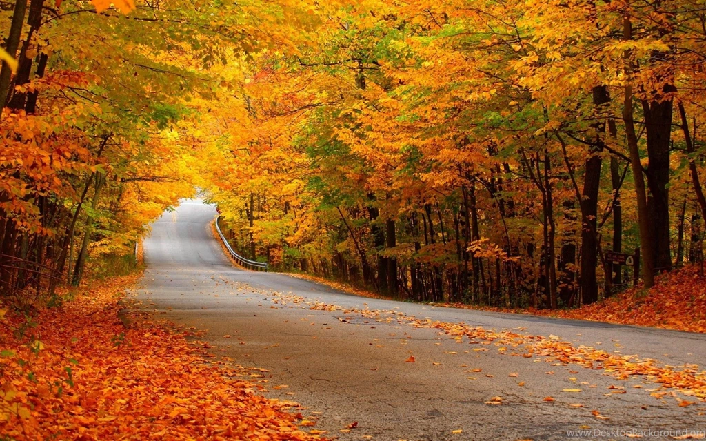 Road Leaves Yellow Autumn Wallpapers