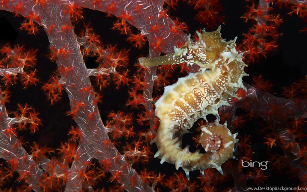Seahorse Wallpapers