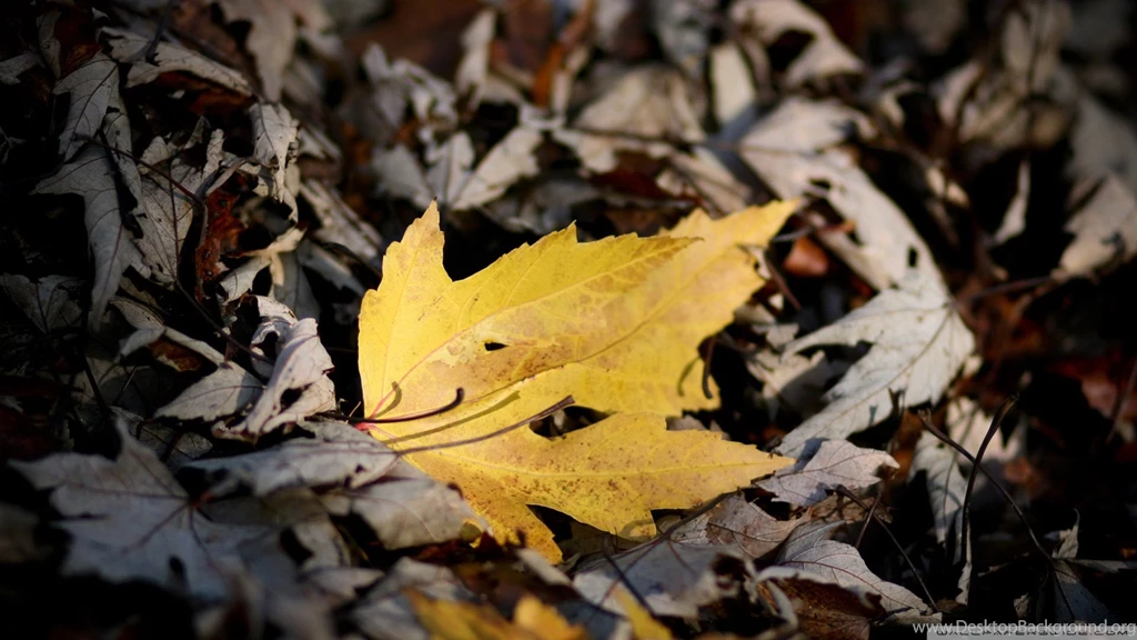 Download Fallen Yellow Leaf Wallpapers   Wallpapers Widest