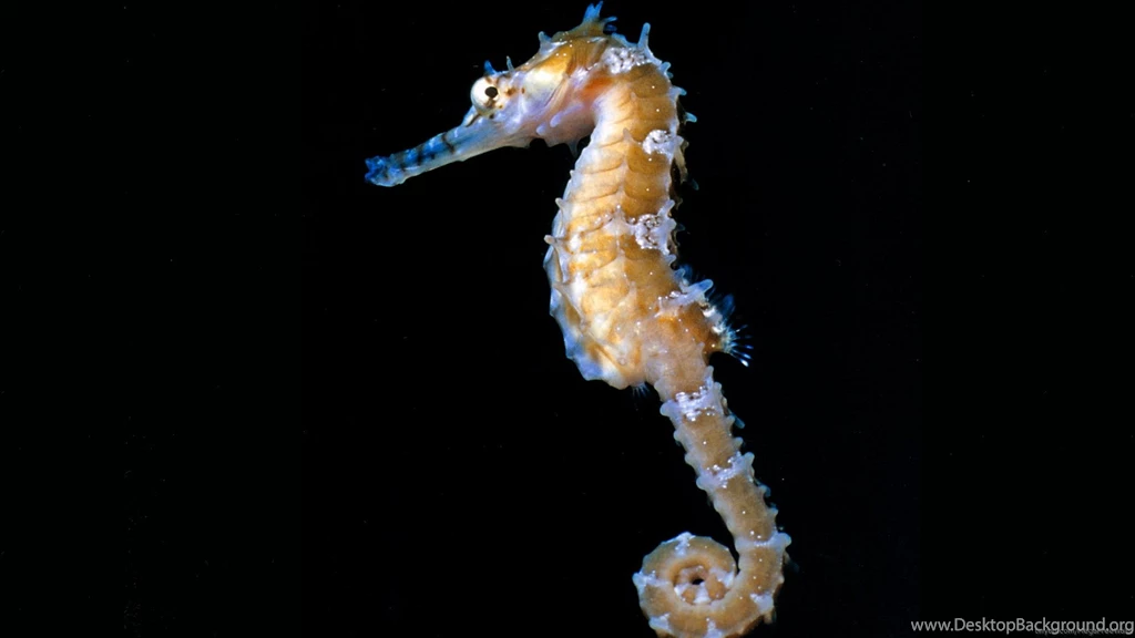 Seahorse Wallpapers Desktop For Desktop Uncalke.com