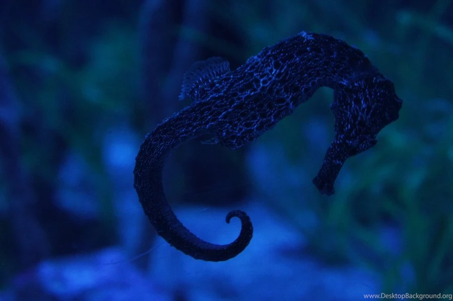 Fish Blue Seahorse Wallpapers (by PityTheVanity) ~ Wallpapers ...