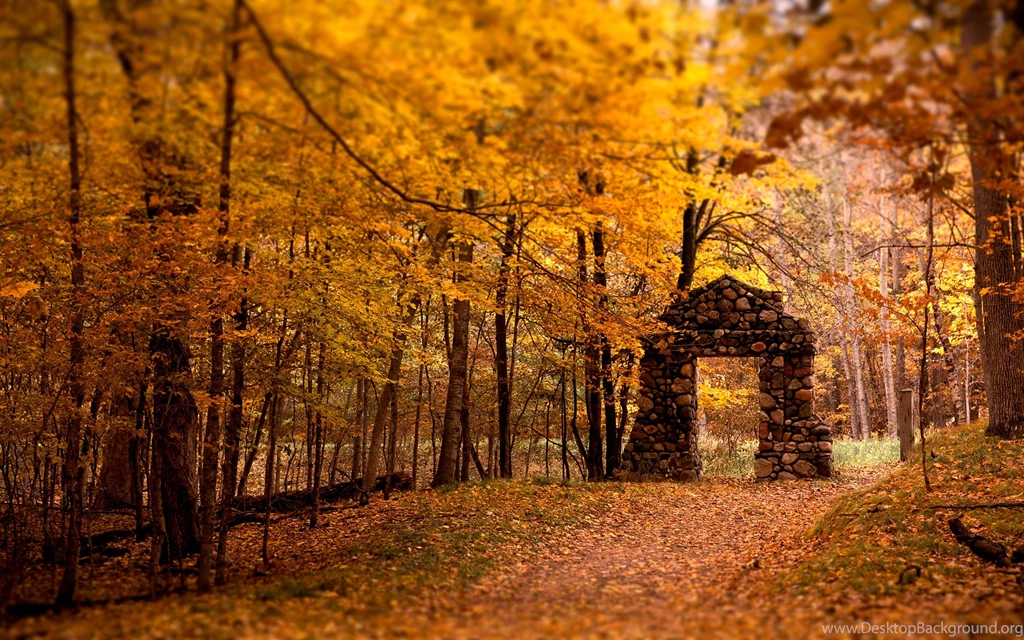Yellow Autumn Leaves Wallpapers And Images Wallpapers, Pictures ...