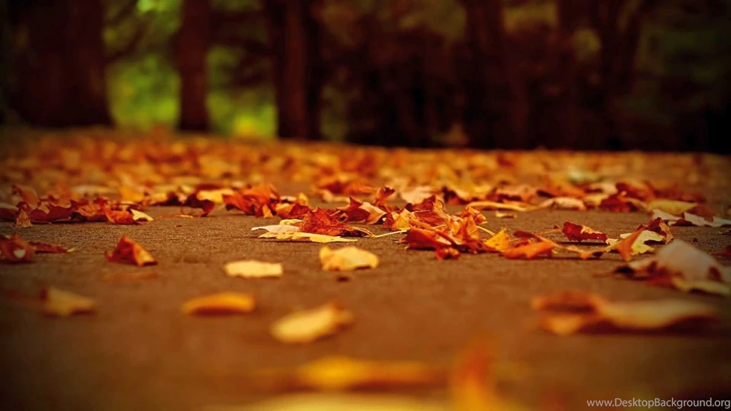 Beautiful Fall Leaf HD Wallpapers For Desktop