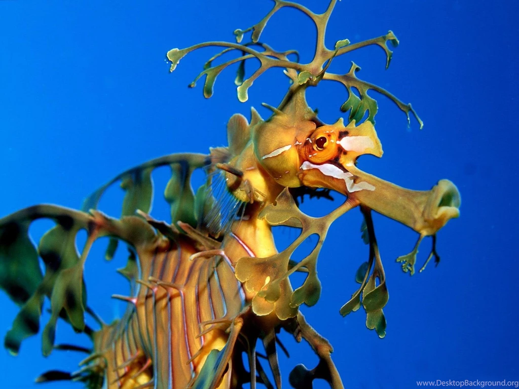 Wallpapers DB: Seahorse