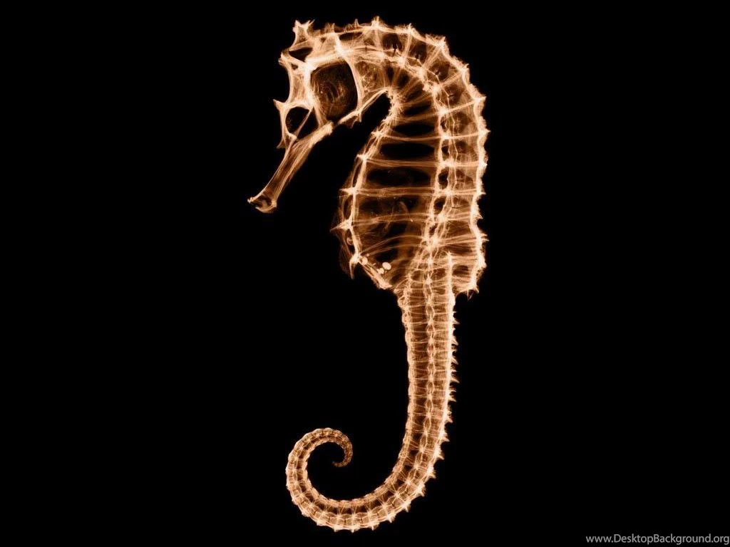 Seahorse HD Wallpapers