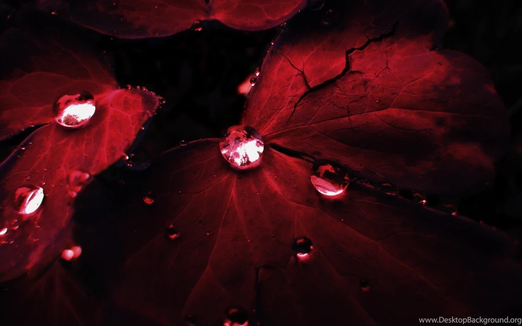 Red Wallpapers Cute
