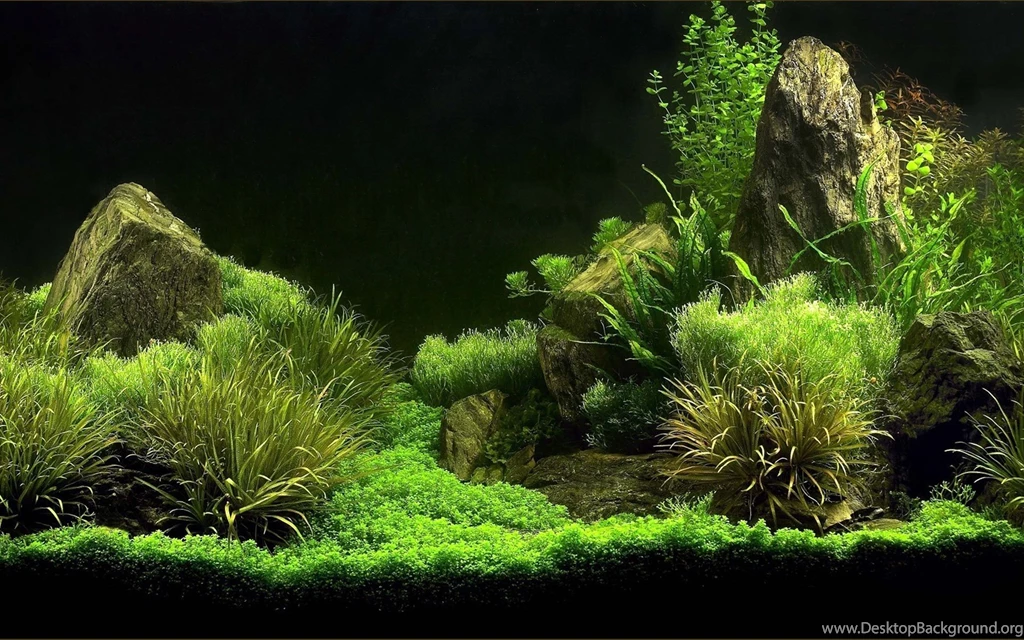 Mini Aquarium Creative Design Wallpapers 15 1920x1200 Plant ...