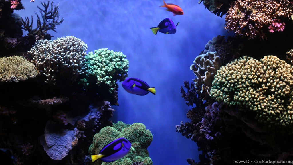 Blue Tang Fishes Aquarium Uhd Wallpapers Ultra High Definition ...