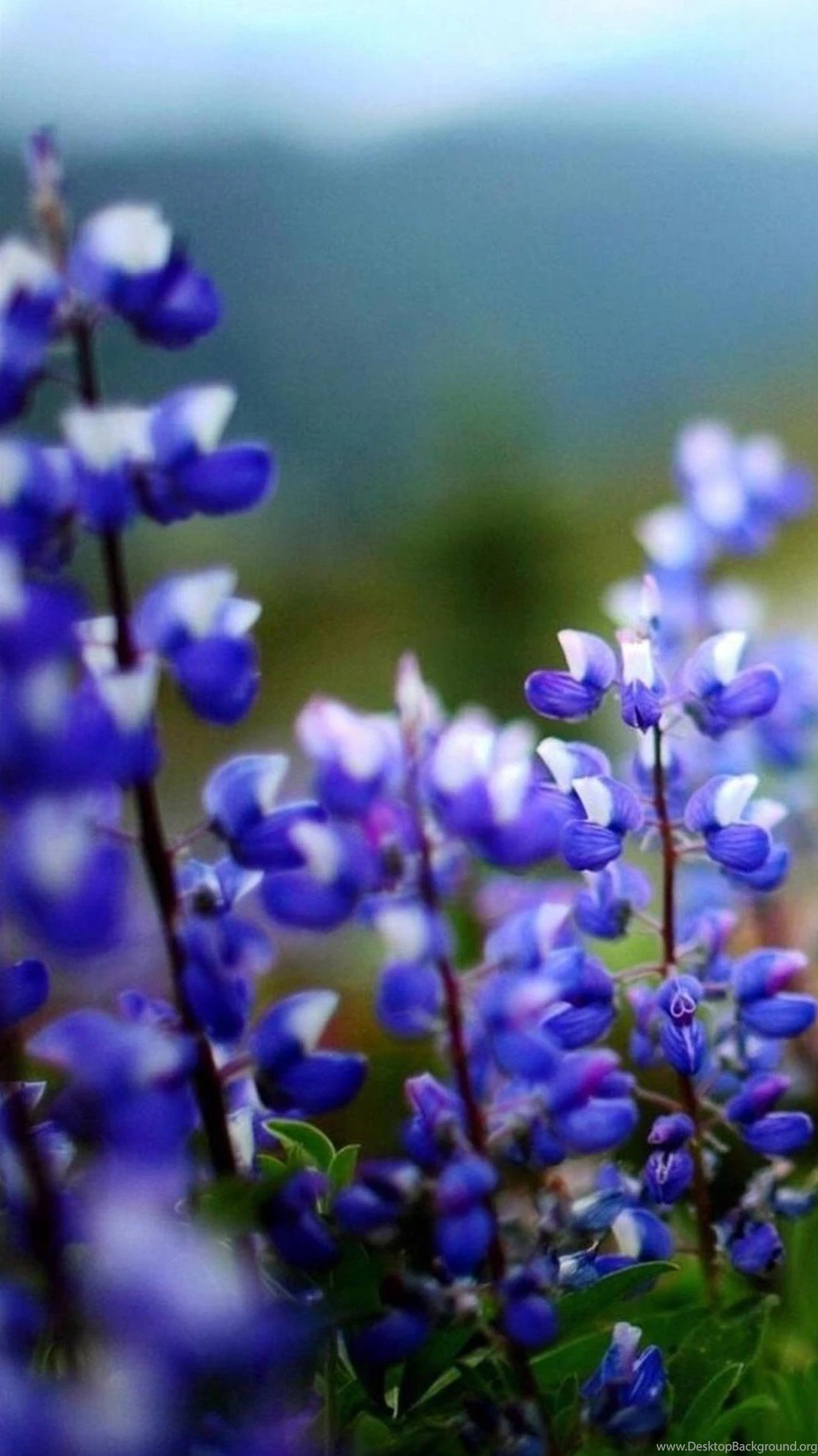 Flower Android Wallpapers HD 248, Android Wallpapers, Phone Wallpapers