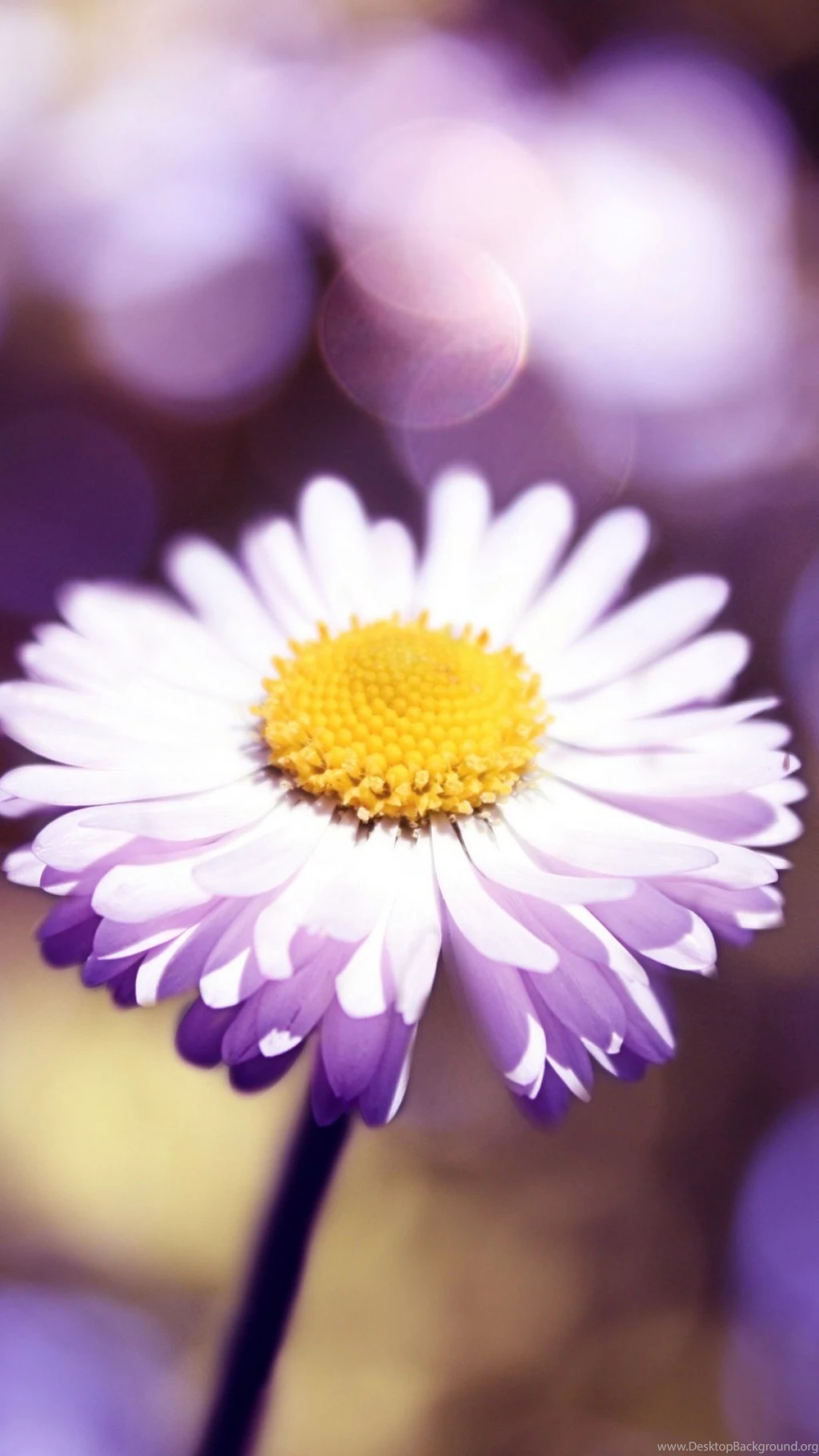 White Flower S4 Wallpapers