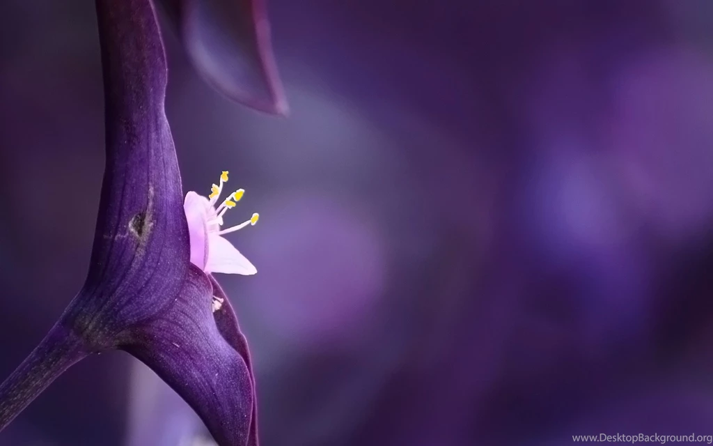 Red Violet Wallpapers Color Wallpapers