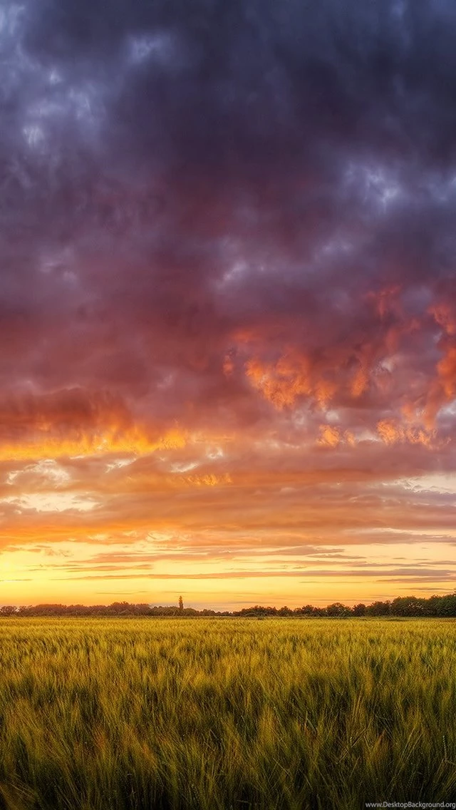 Hungary Grain Fields Dramatic Sky iPhone 5 Wallpapers / IPod ...