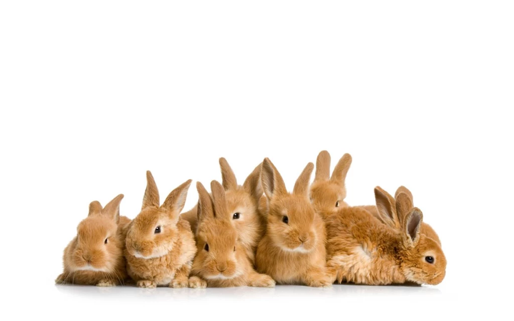 Cute Bunny Backgrounds Wallpapers Cave