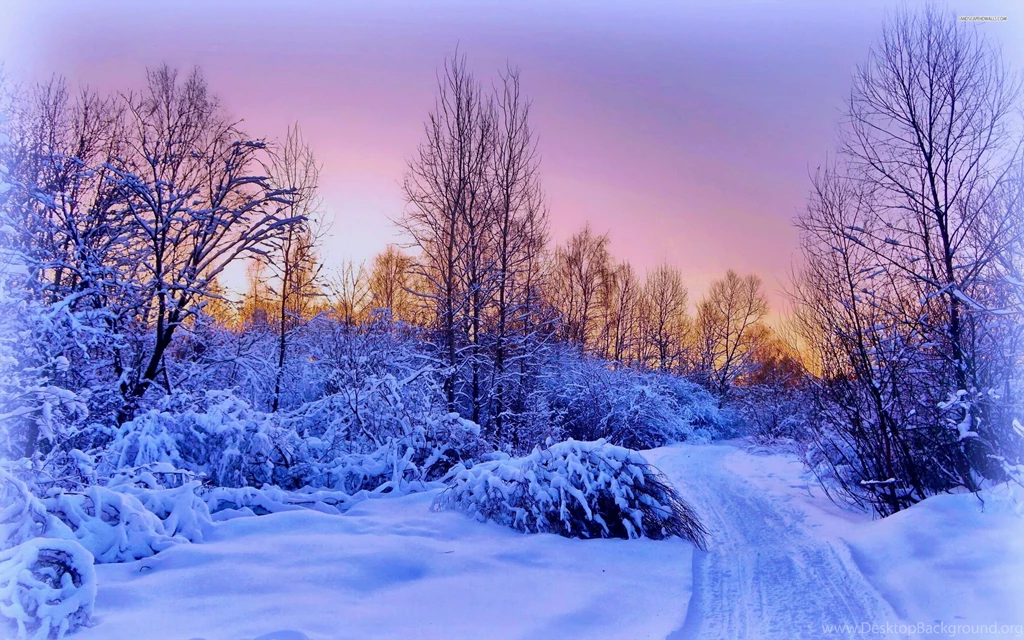 Narrow Snowy Path On A Winter Evening, Forest, Tree, Nature ...